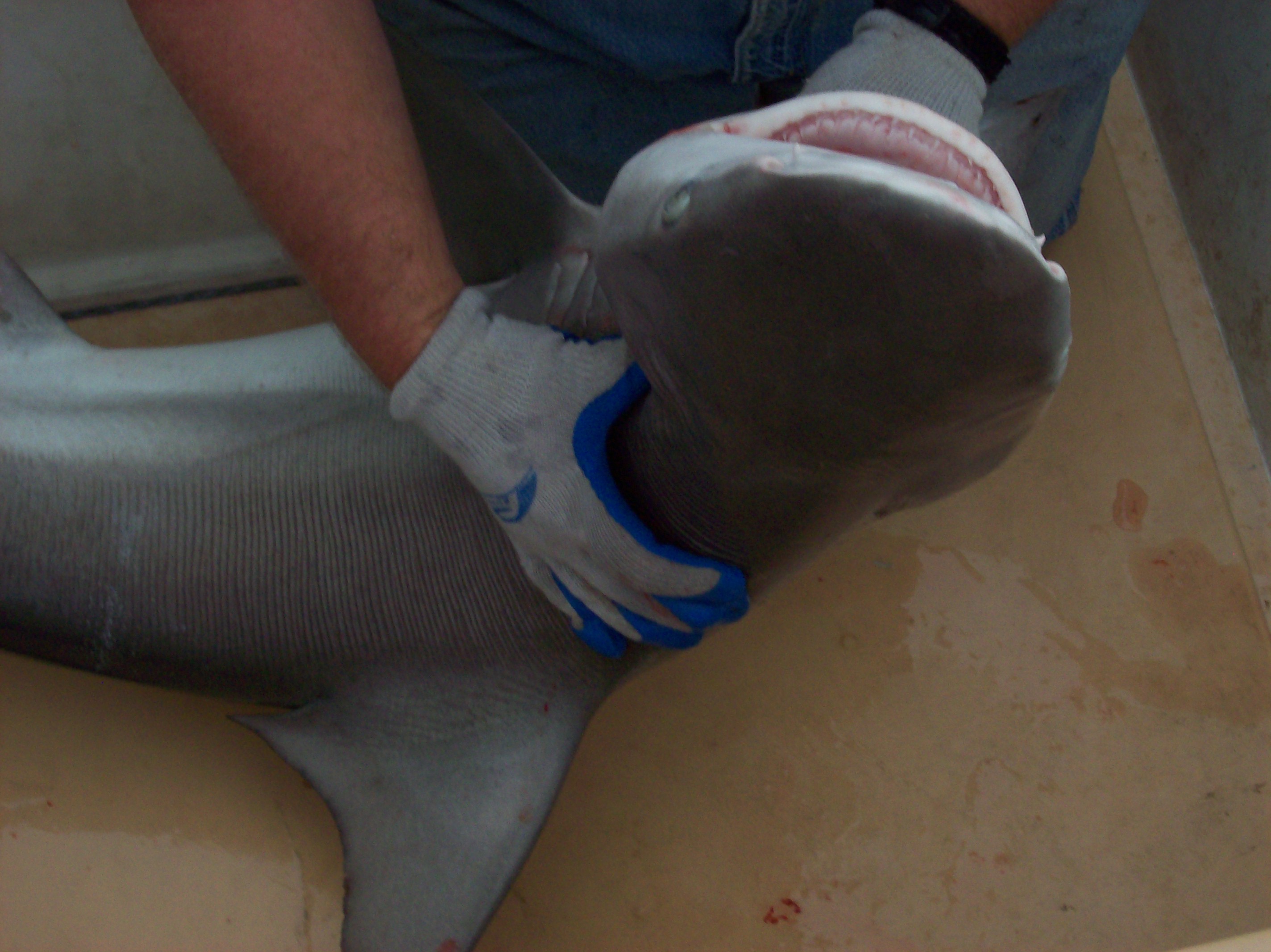 sharks_at_wachapregue_8_27_08_019.jpg